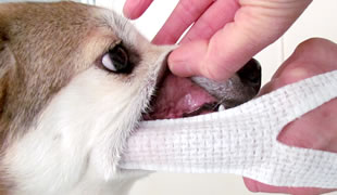 犬の歯磨き 歯石ケア の方法について ｄｓファーマアニマルヘルス