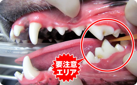犬の歯磨き 歯石ケア の方法について ｄｓファーマアニマルヘルス